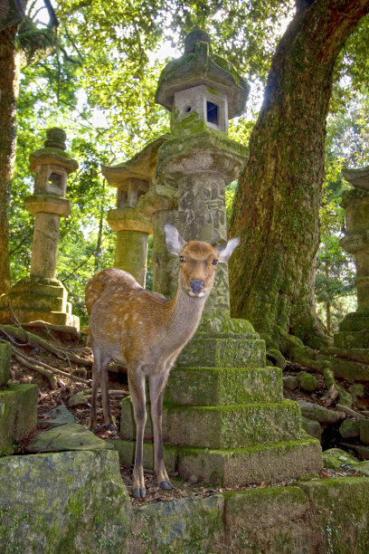 春日大社