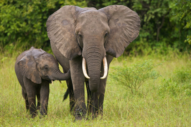 野生动物非洲大象
