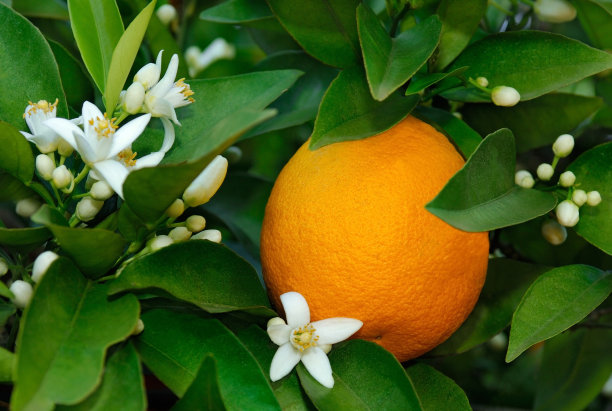 香橙花
