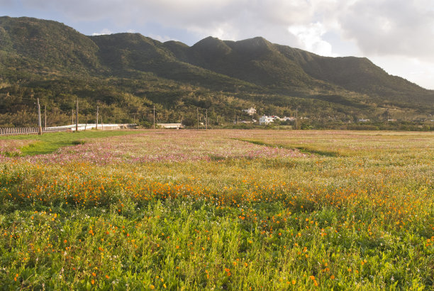 高山雪菊