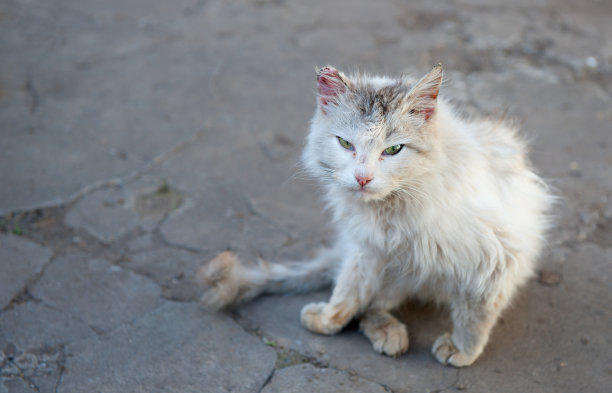 流浪猫