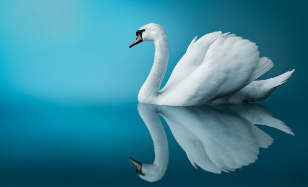 swan