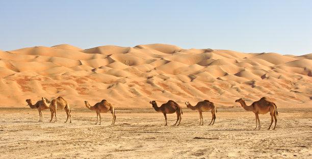 沙漠 骆驼
