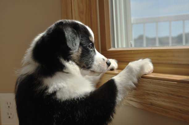 孤单狗犬小狗孤独寂寞