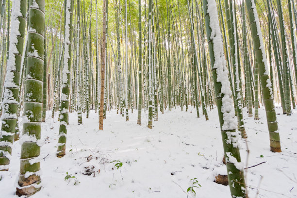 雪竹