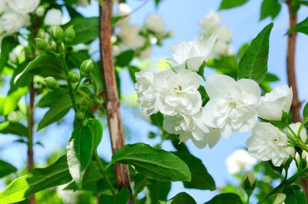 重瓣茉莉