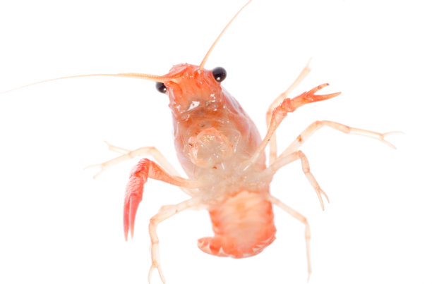 小龙虾澳洲龙虾图片