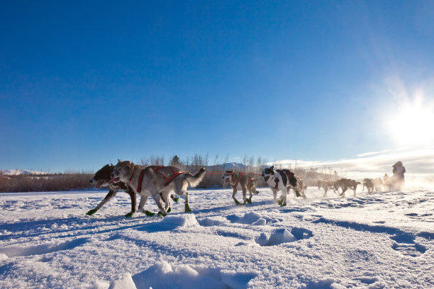 雪撬犬