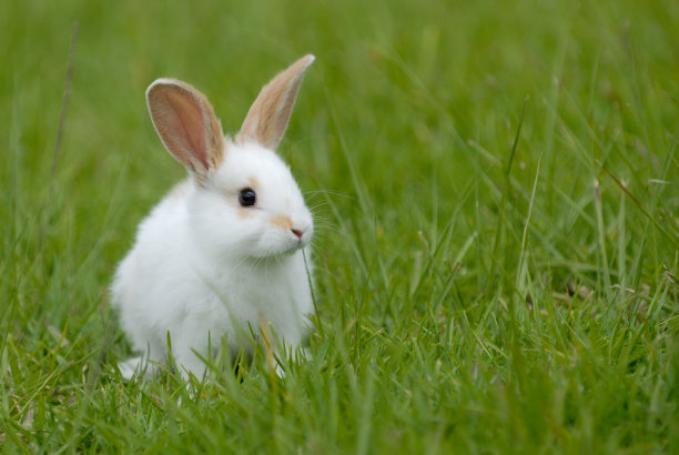 小兔子小兔兔