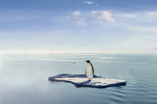 冰川上的企鹅