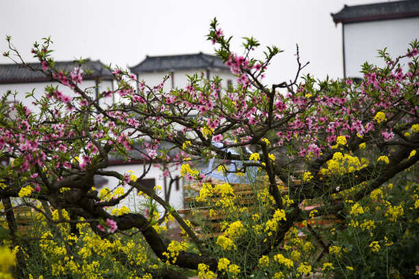 四川成都花纹