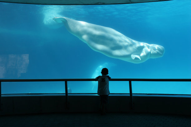 海底世界鲸鱼