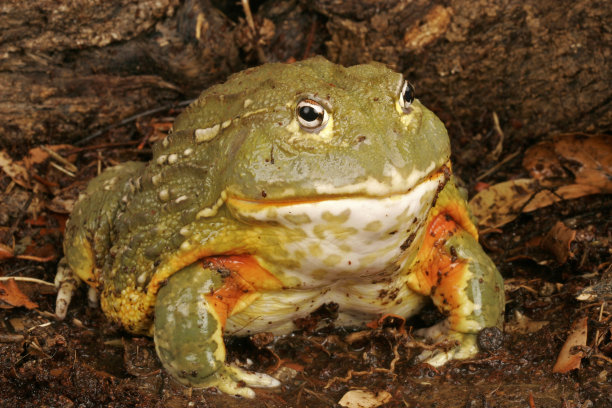 牛蛙 馋嘴牛蛙