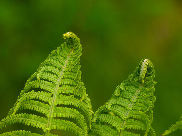 蕨类植物2