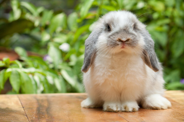 小兔子 