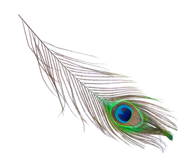 蓝孔雀羽毛