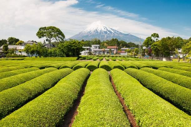 蓝天白云茶园景