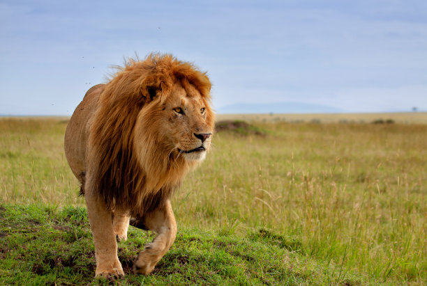 lion