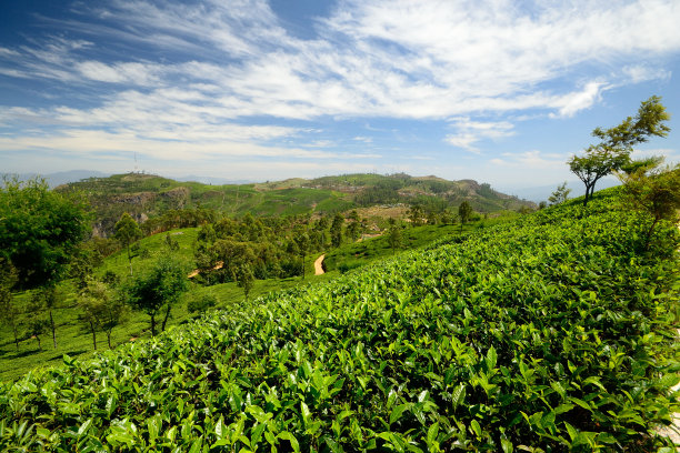 蓝天白云茶园风景图片