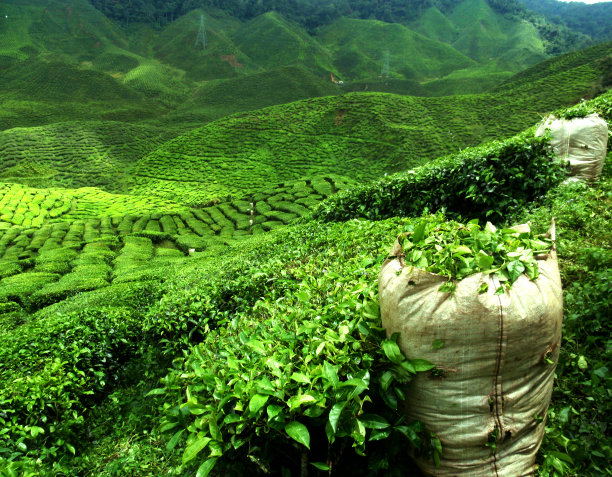 茶树图片