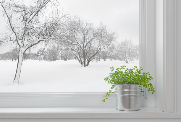 雪和植物