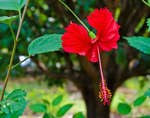 月季花素材