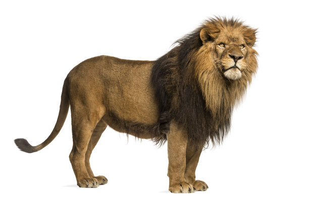 lion