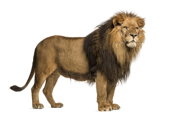 lion