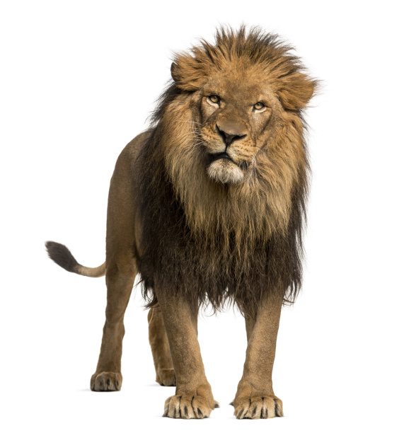 lion