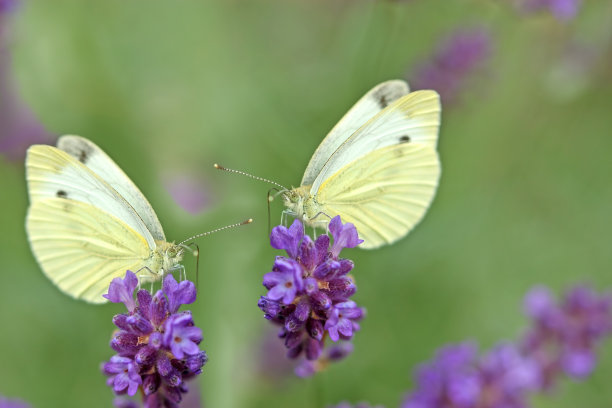 白蝴蝶和紫色薰衣草