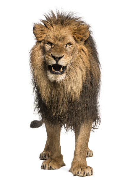 lion