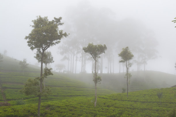 蓝天白云茶园景