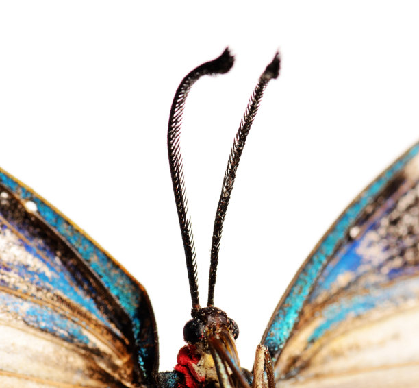 昆虫标本摄影图片