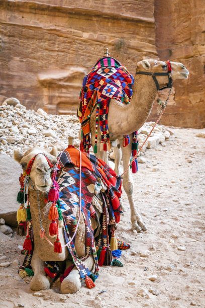 站着的和卧着的骆驼