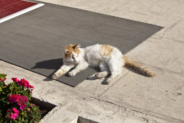 猫咪地毯地垫