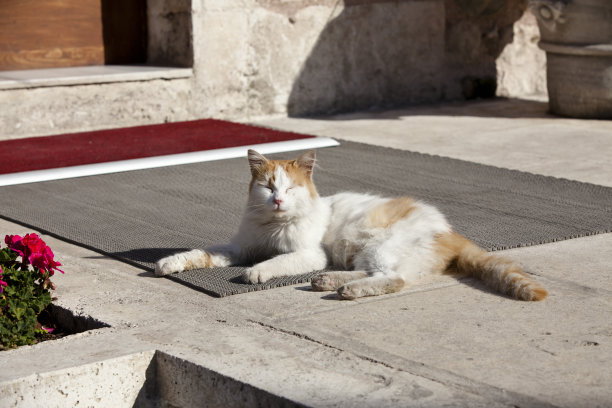 猫咪地毯地垫