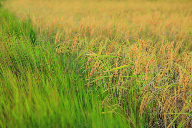 割稻季节