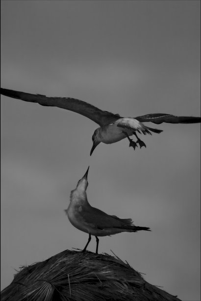 灰色乌鸦图片