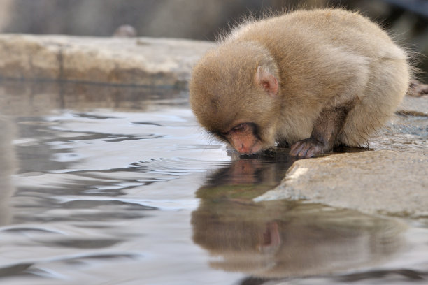 小猴子泡温泉