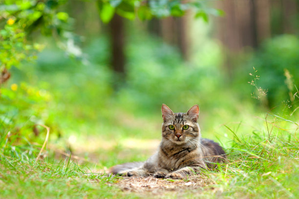 草从猫咪