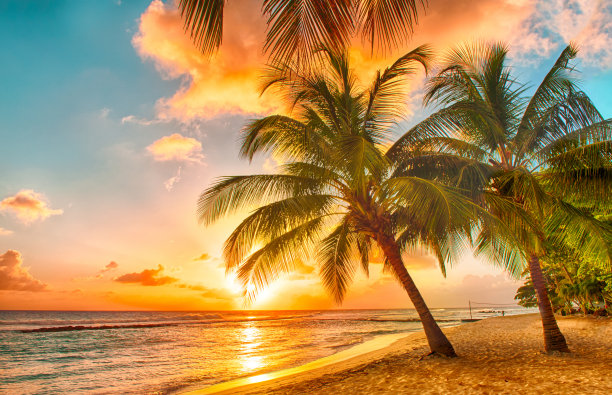 夕阳沙滩椰树