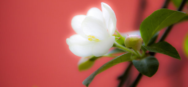 春天树木白色海棠花开