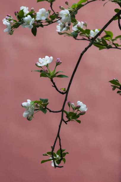 海棠花墙