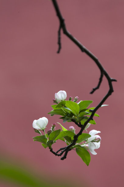 海棠花墙