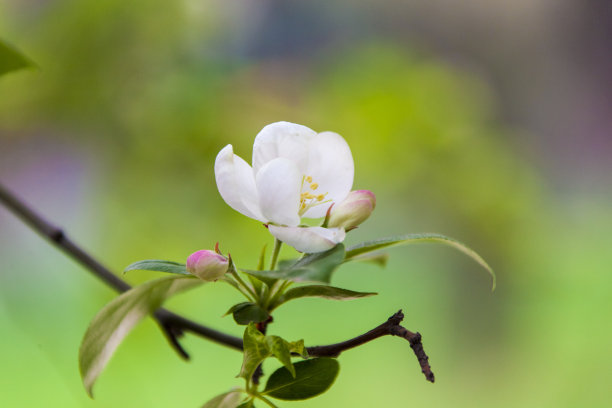 海棠花开