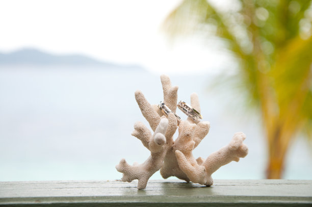 婚礼背景 海洋 珊瑚