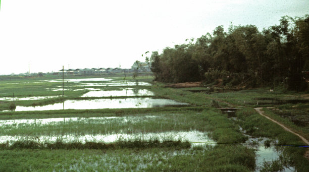 水稻基地