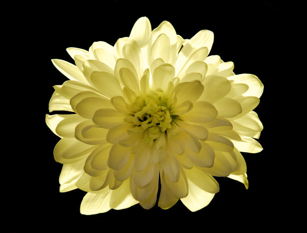 金黄色的雏菊一片小菊花