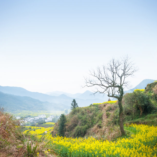 婺源原野油菜花