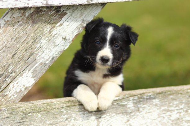 边境牧羊犬幼犬